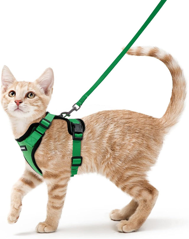 Cat Fashion & Accessories