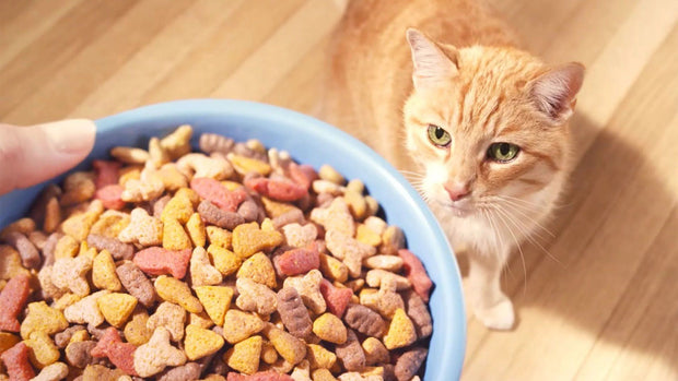 <h4><strong>Cat Supplements</strong></h4>