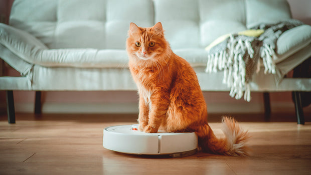 <h4>Cat Toys</h4>