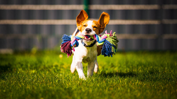 <h4><strong>Dog Toys</strong></h4>