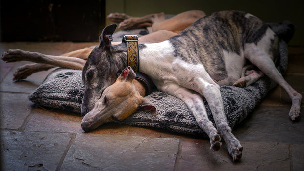<h4><strong>Dog Beds</strong></h4>