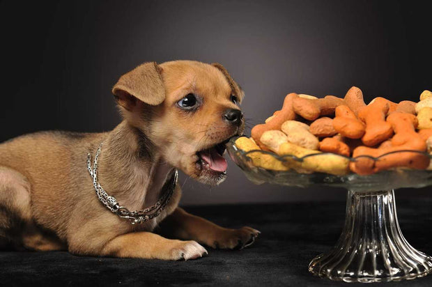 <h4>Dog Supplements</h4>